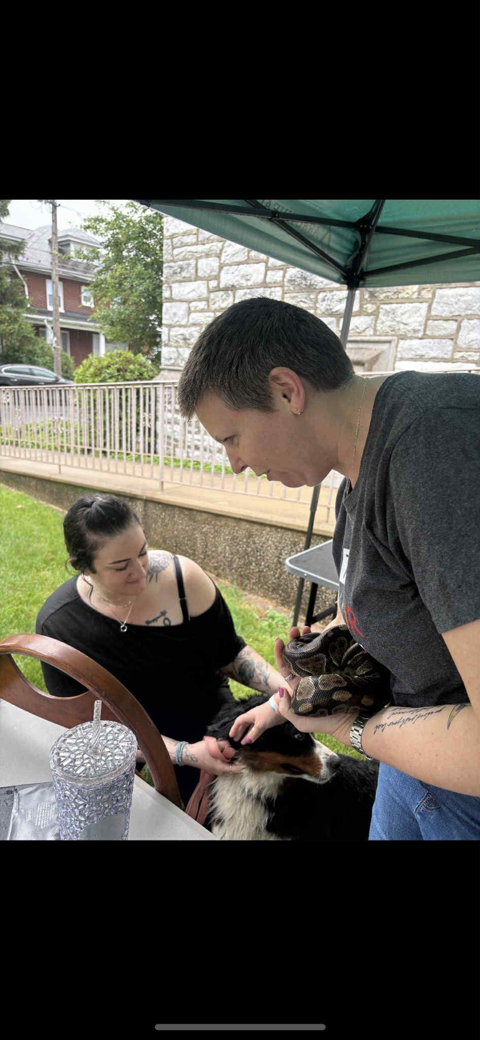 Enlarge Watermelon, a Adoptable Ball Python in Glenmoore, PA image 4/5