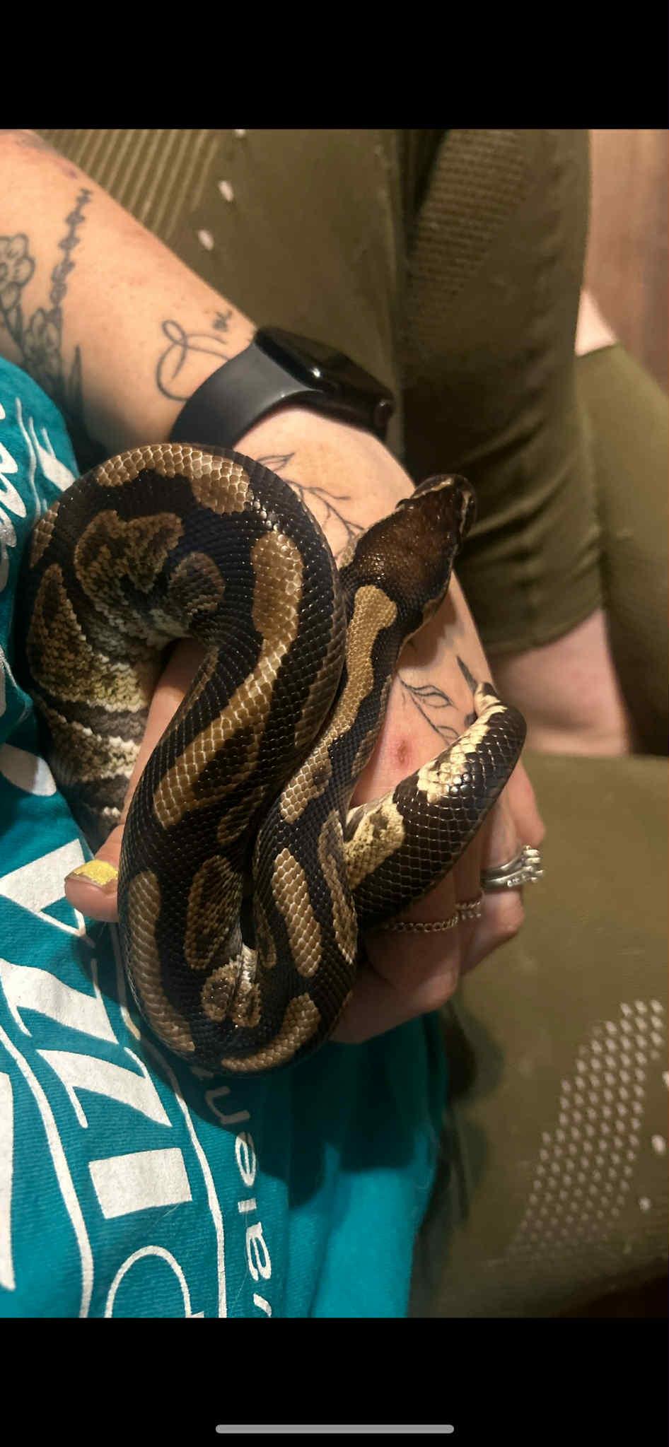 Enlarge Watermelon, a Adoptable Ball Python in Glenmoore, PA image 5/5