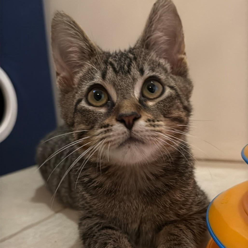 Sunny, ADOPTABLE, Kitten Male Domestic Short Hair.