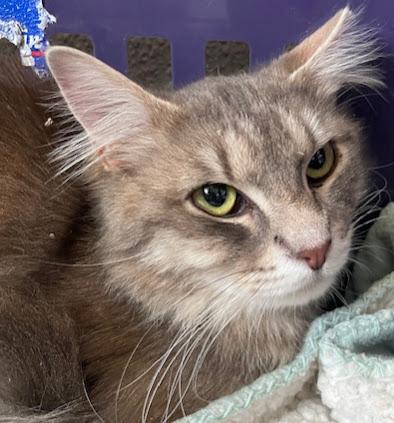 Smokey ***Bonded with Gerry***