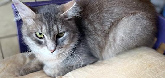 Smokey ***Bonded with Gerry***
