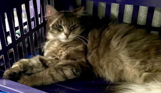 Smokey ***Bonded with Gerry***