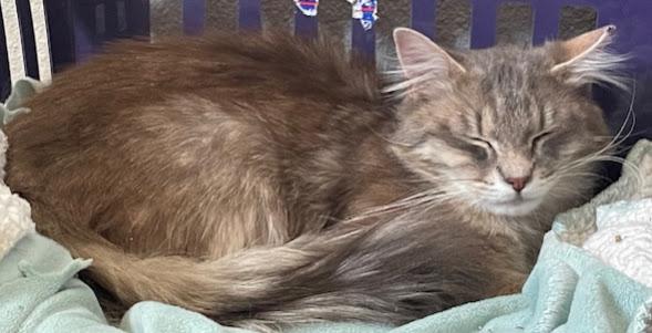 Smokey ***Bonded with Gerry***
