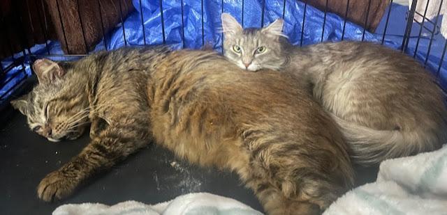 Smokey ***Bonded with Gerry***