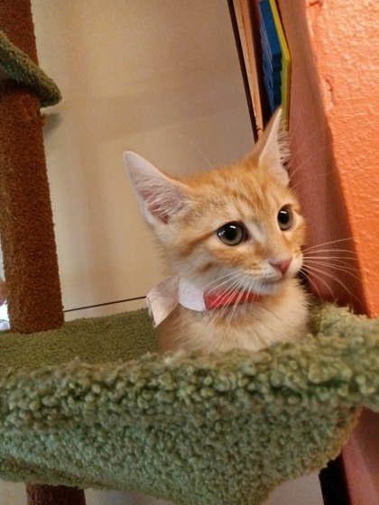 Eisen, Adoptable, Kitten Male Domestic Short Hair & Domestic Short Hair.