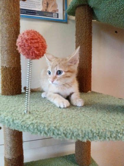 Eisen, a Adoptable mixed breed in Scottsbluff, NE image 2/3