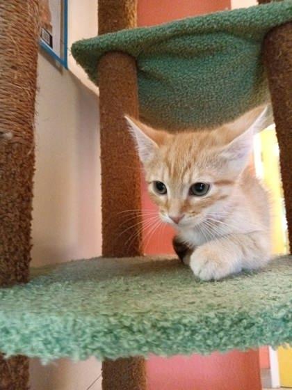 Eisen, a Adoptable mixed breed in Scottsbluff, NE image 3/3