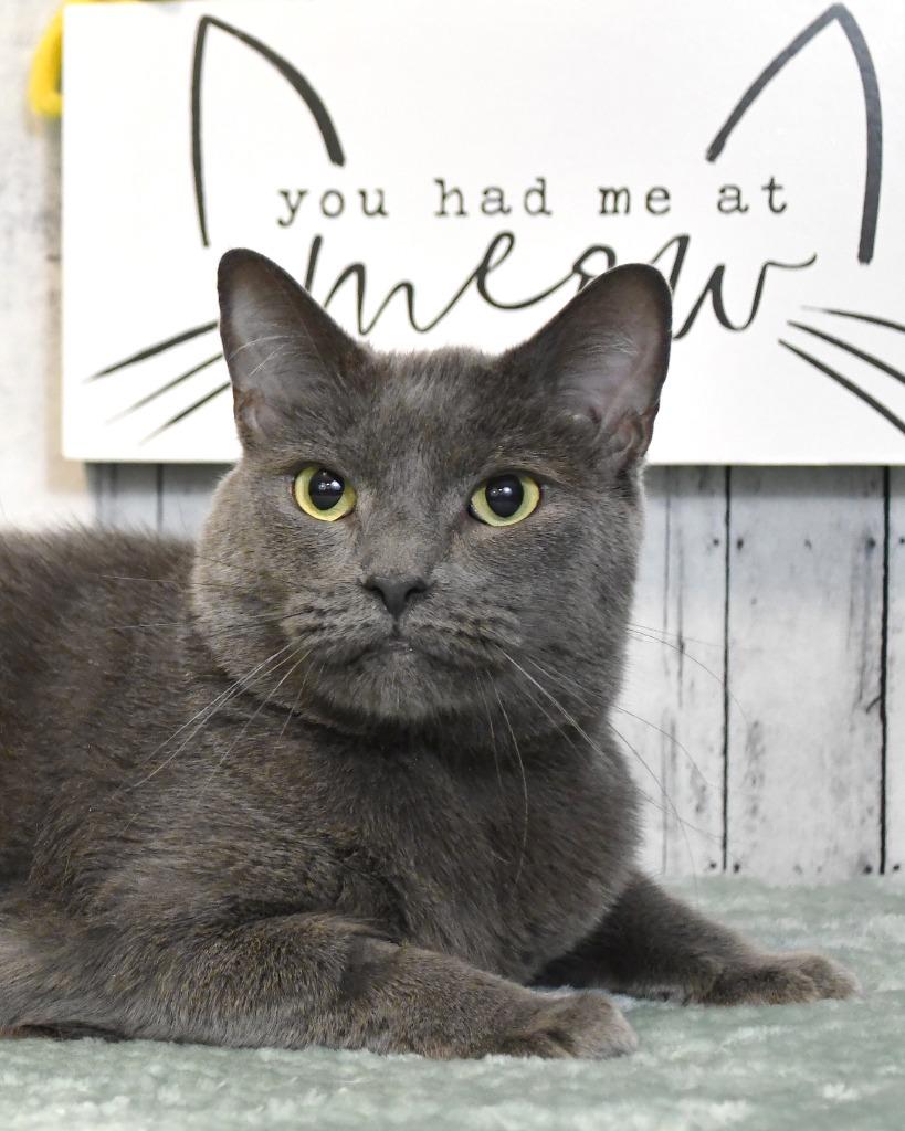 Eloise, Adoptable, Adult Female Domestic Short Hair & Russian Blue.