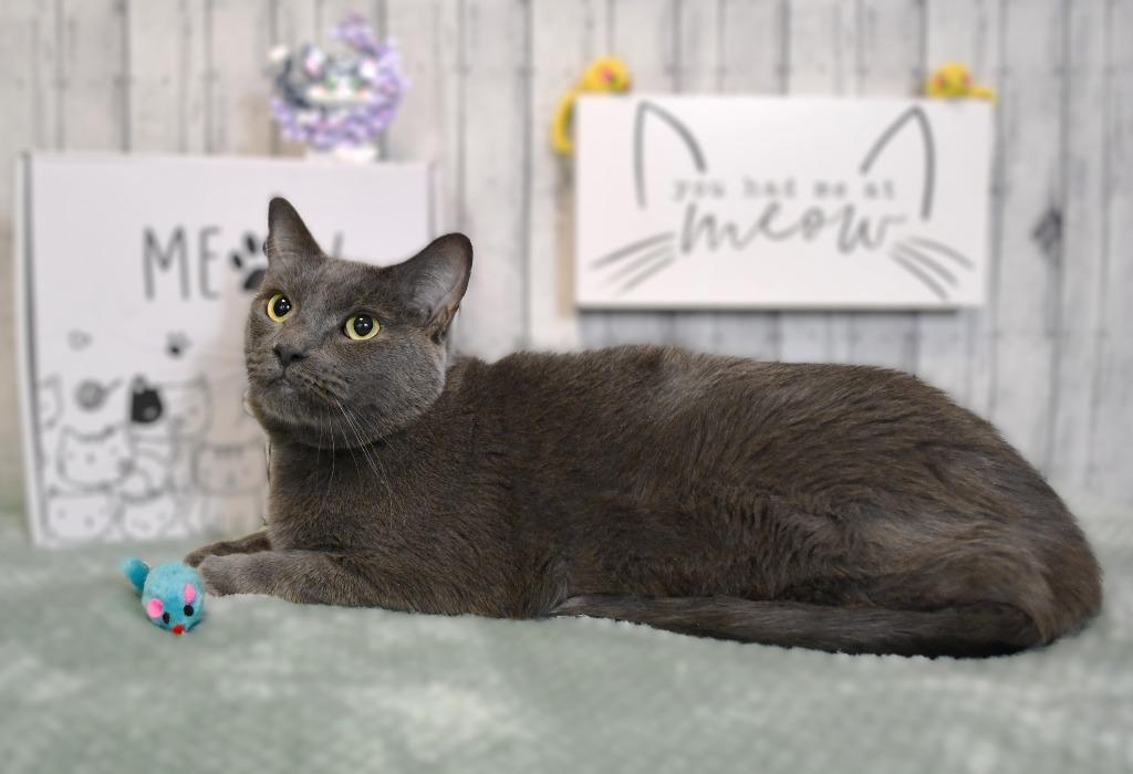 Enlarge Eloise, a Adoptable mixed breed in Roanoke, TX image 2/3