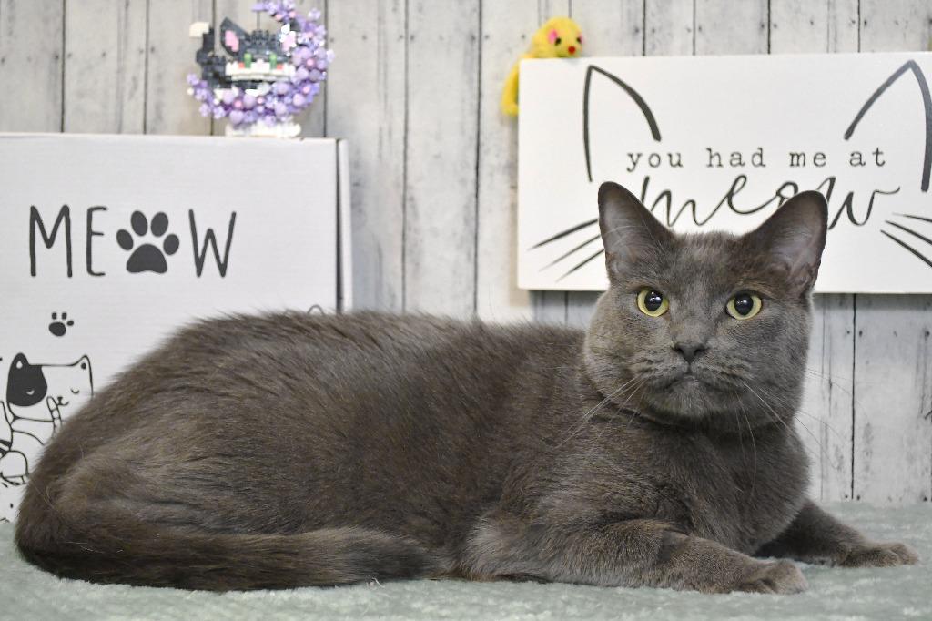 Enlarge Eloise, a Adoptable mixed breed in Roanoke, TX image 3/3