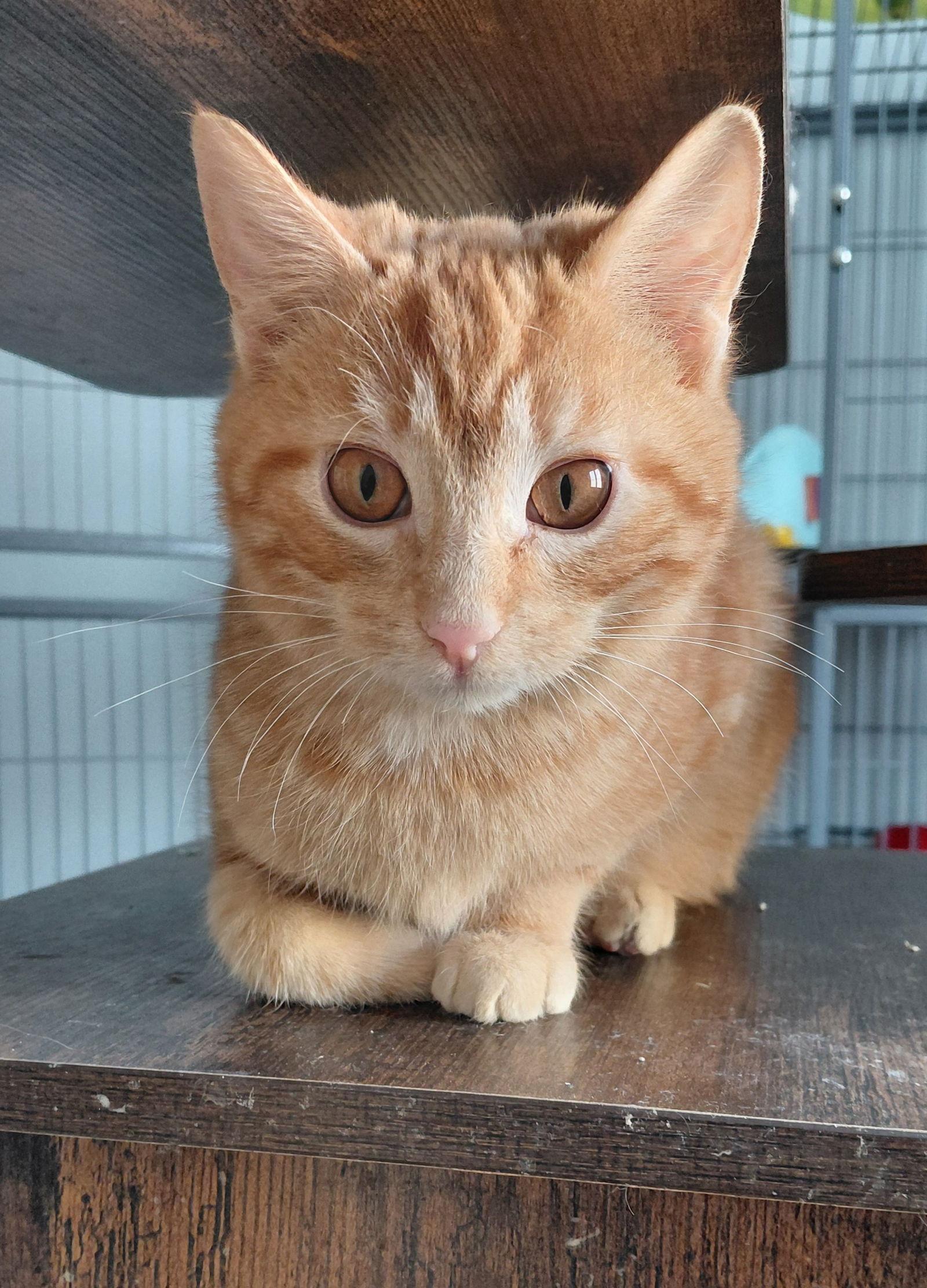 Wally, a Adoptable mixed breed in Montello, WI image 1/3