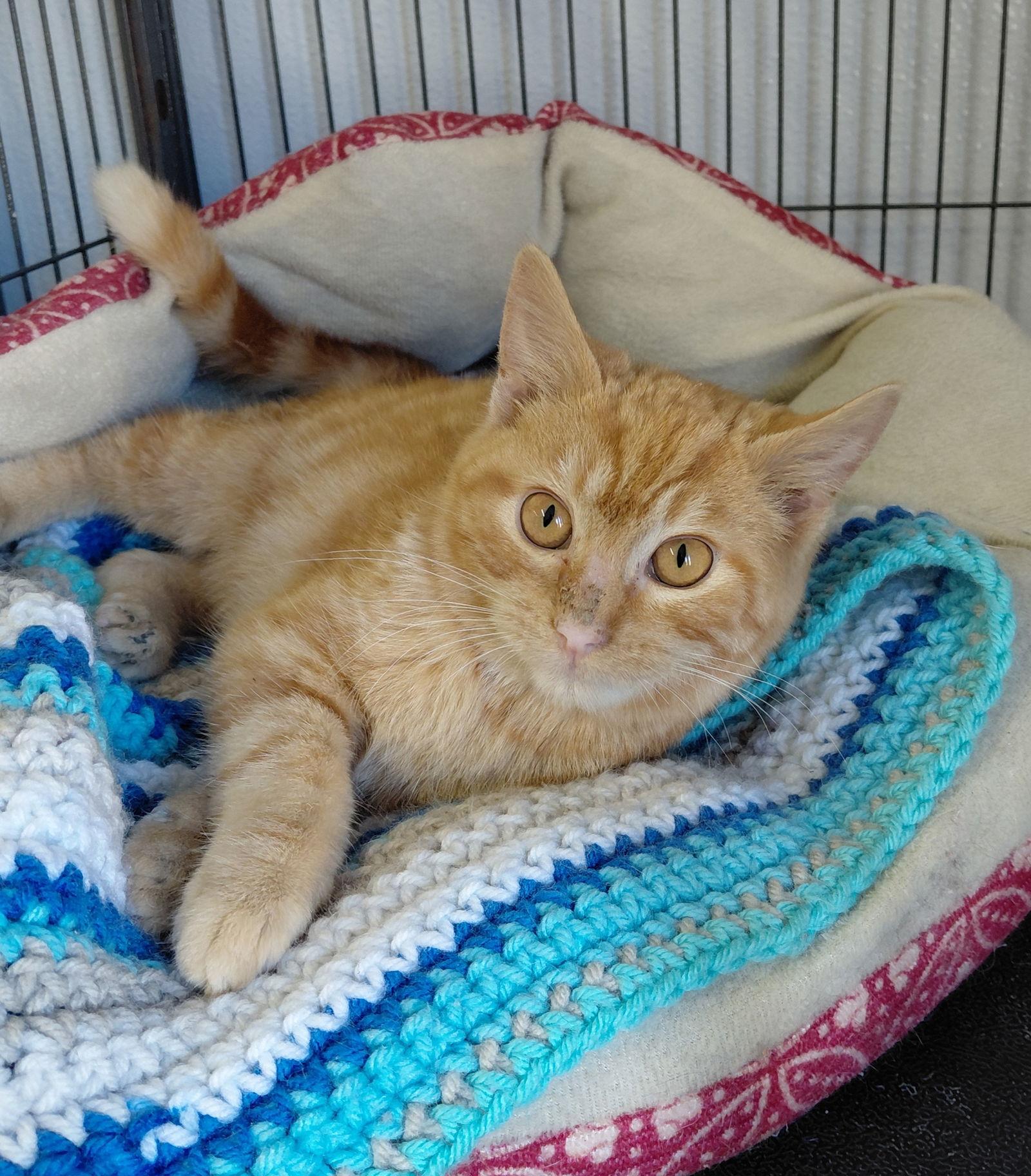 Wally, a Adoptable mixed breed in Montello, WI image 2/3