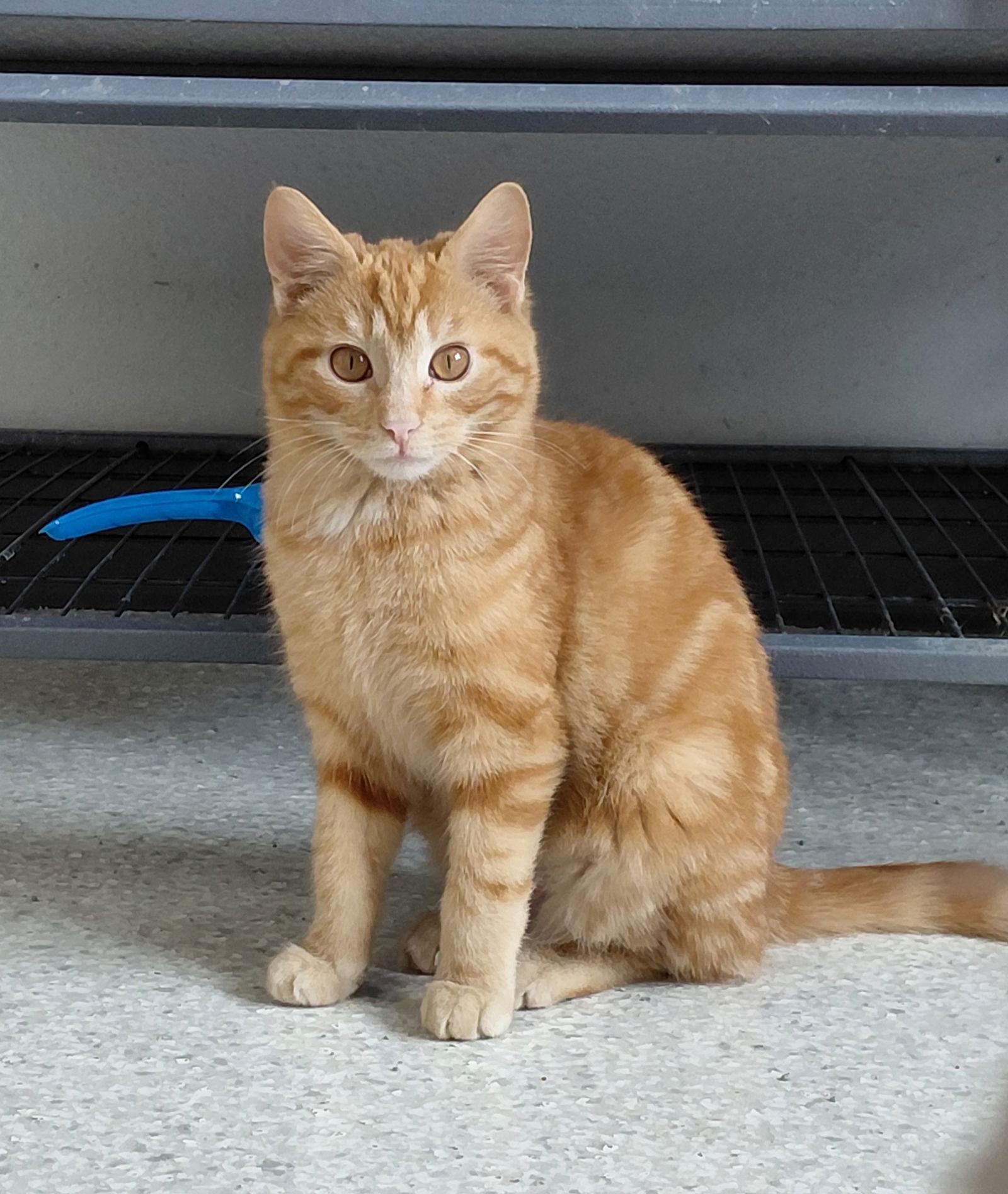 Wally, a Adoptable mixed breed in Montello, WI image 3/3