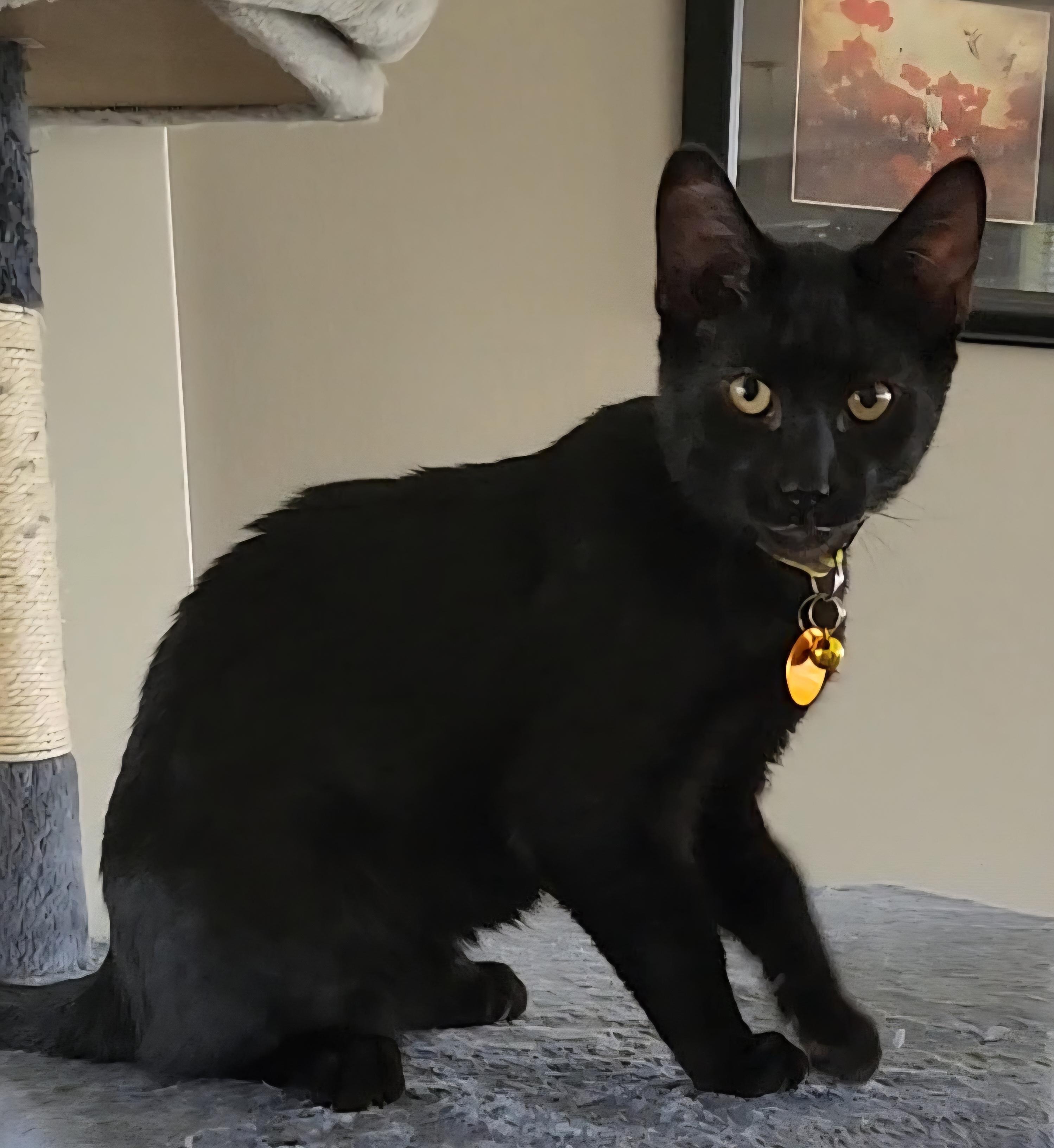 Chester, an adoptable Domestic Short Hair in Pasco, WA, 99301 | Photo Image 4