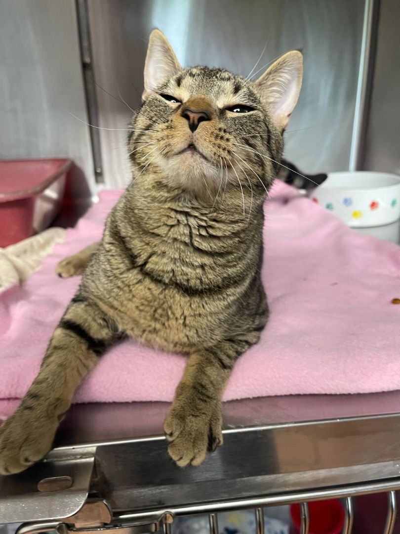 Enlarge Arizona, a Adoptable Domestic Short Hair in Greensburg, PA image 8/10