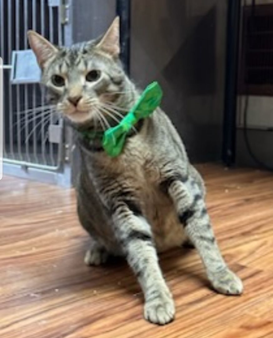 Enlarge Arizona, a Adoptable Domestic Short Hair in Greensburg, PA image 9/10