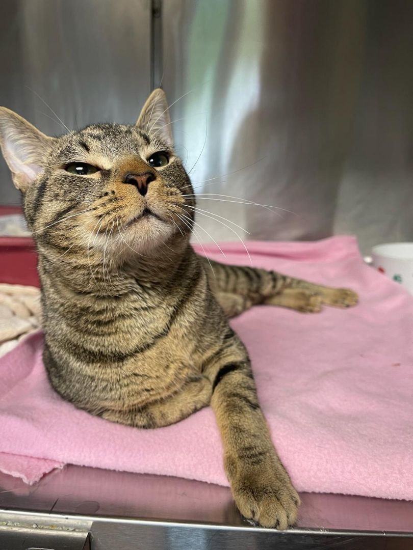 Enlarge Arizona, a Adoptable Domestic Short Hair in Greensburg, PA image 10/10