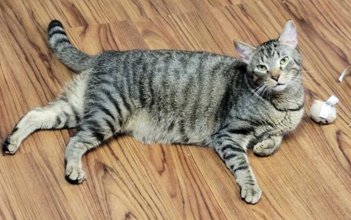 Enlarge Arizona, a Adoptable Domestic Short Hair in Greensburg, PA image 1/10