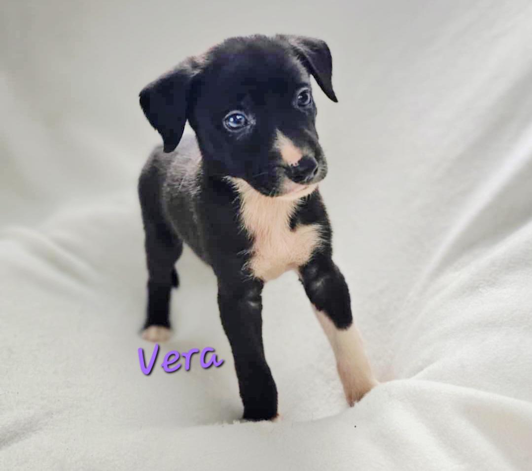 Vera
