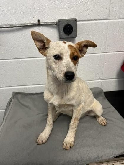 Mary-Kate, Adoptable, Adult Female Cattle Dog & Mixed Breed.