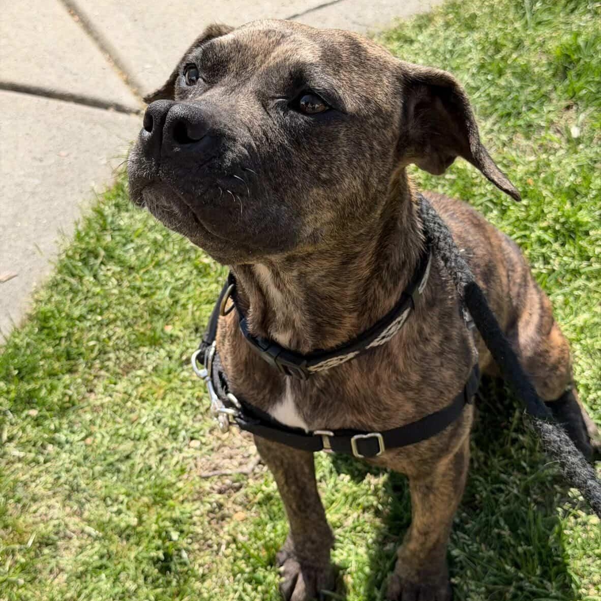 Enlarge Greta, a Adoptable mixed breed in Rock Hill, SC image 4/6