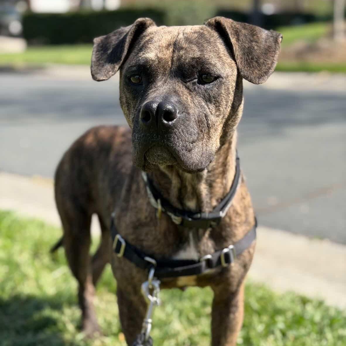 Enlarge Greta, a Adoptable mixed breed in Rock Hill, SC image 2/6