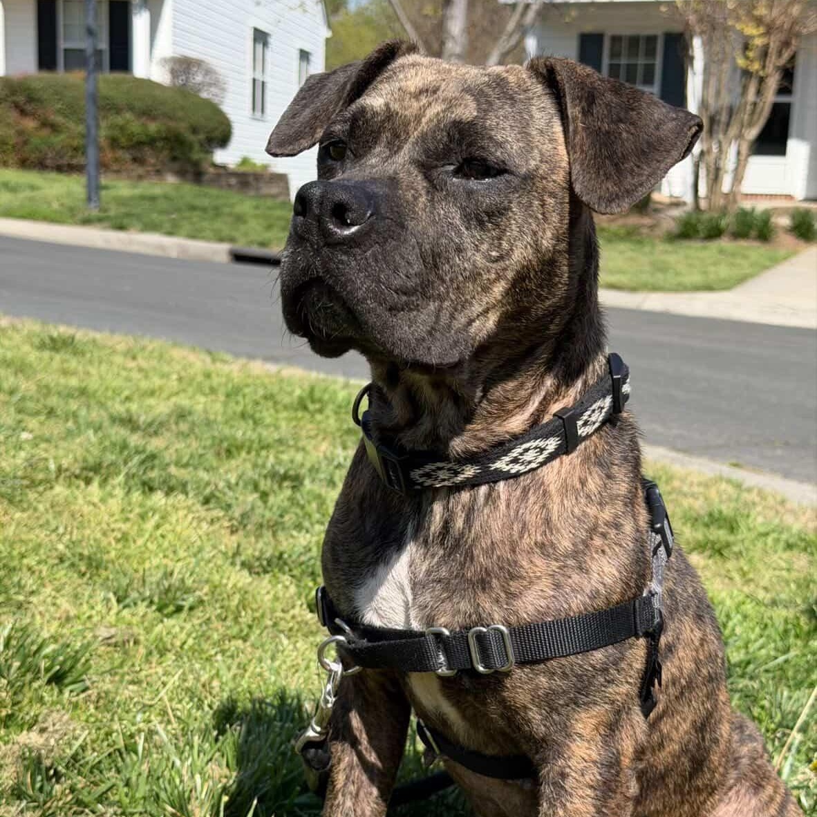 Enlarge Greta, a Adoptable mixed breed in Rock Hill, SC image 5/6