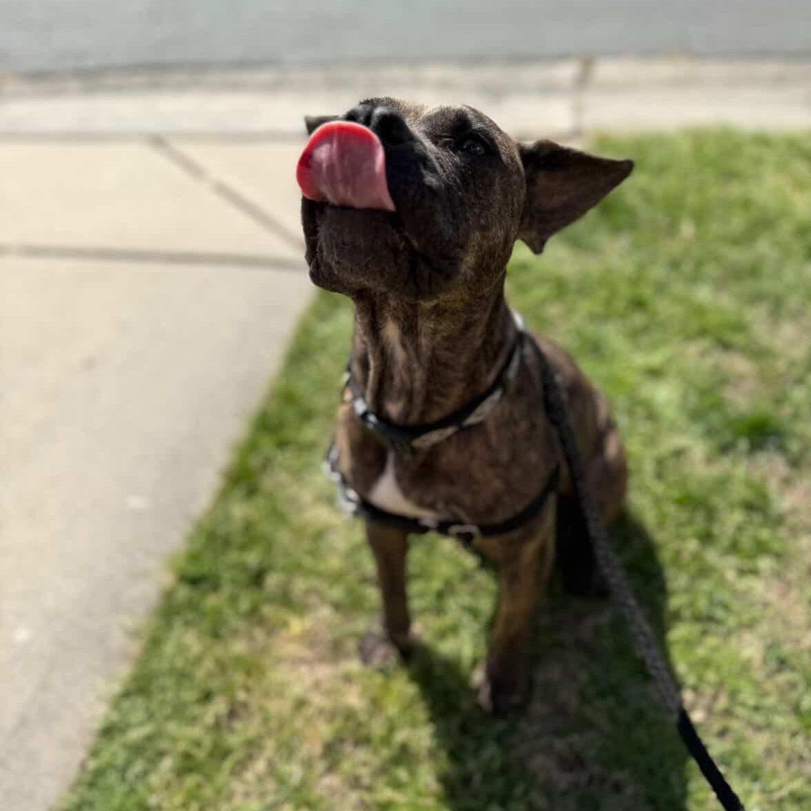 Enlarge Greta, a Adoptable mixed breed in Rock Hill, SC image 6/6