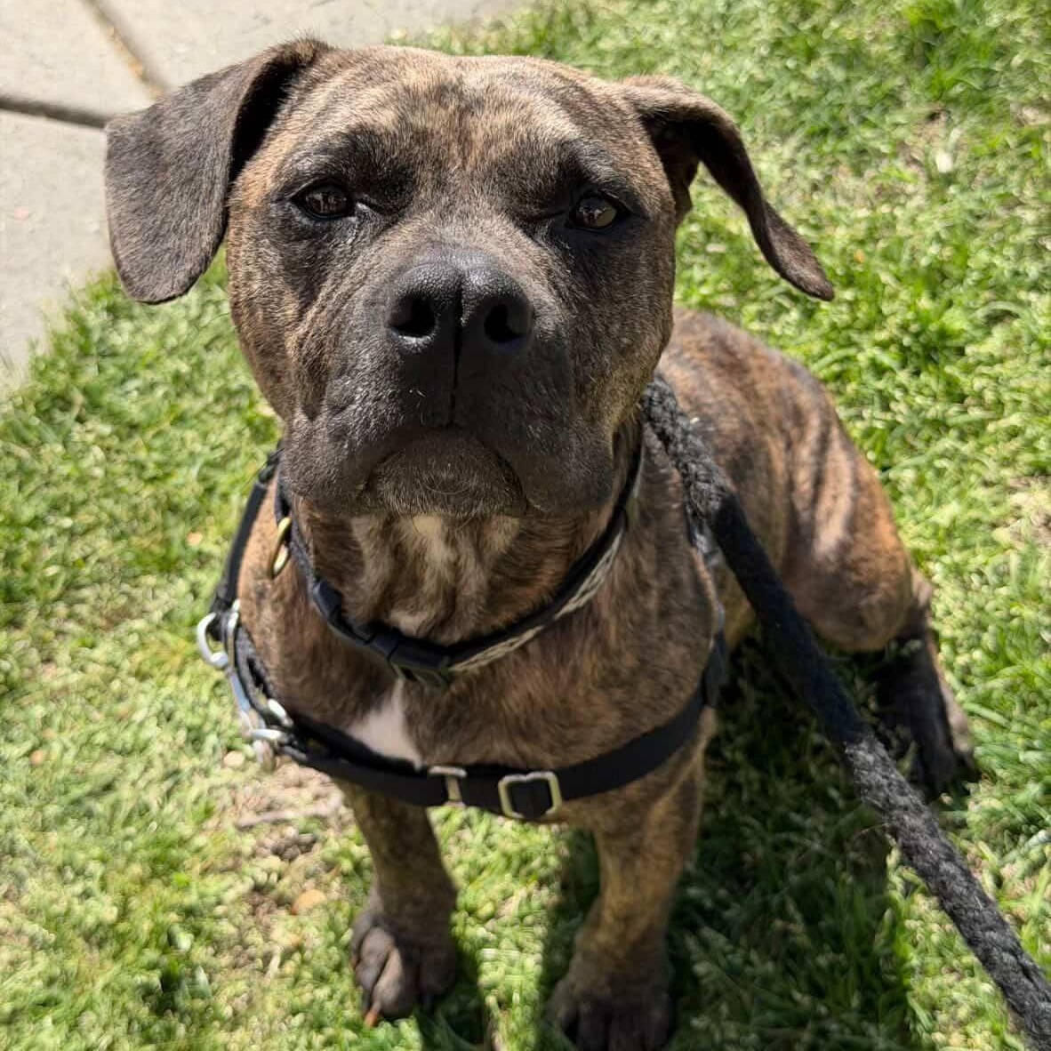 Greta, Adoptable, Young Female Boxer & Pit Bull Terrier.