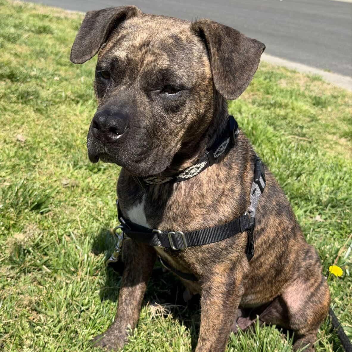 Enlarge Greta, a Adoptable mixed breed in Rock Hill, SC image 3/6