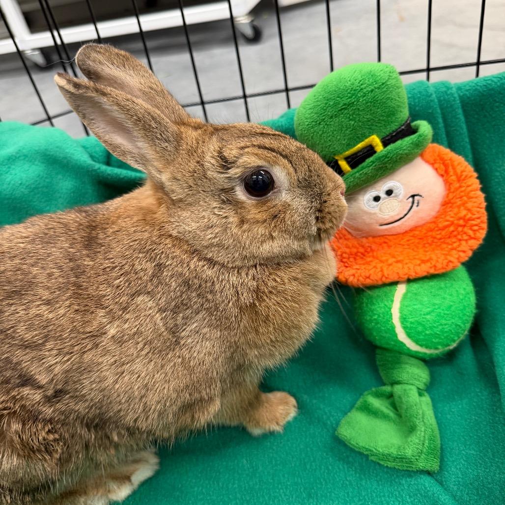 Summer, Adoptable, Adult Female American.