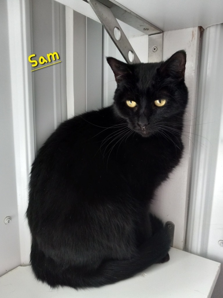 Sam photo 4