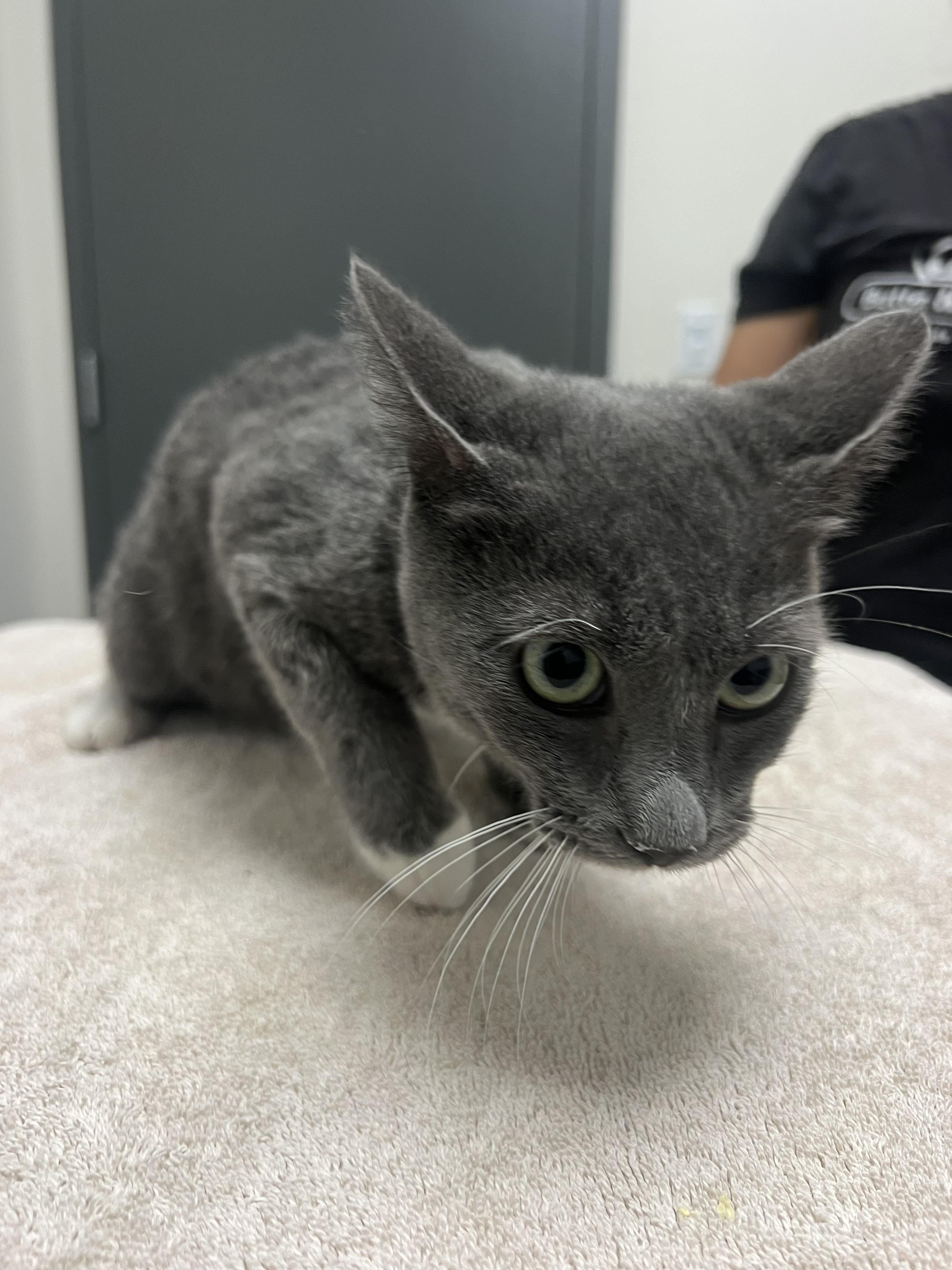 Adam, Adoptable, Kitten Male Domestic Short Hair.