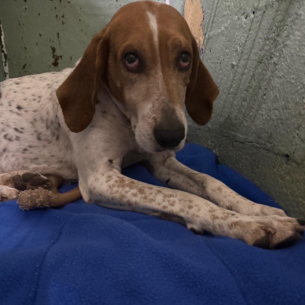 Greta Van Fleet thumbnail 2