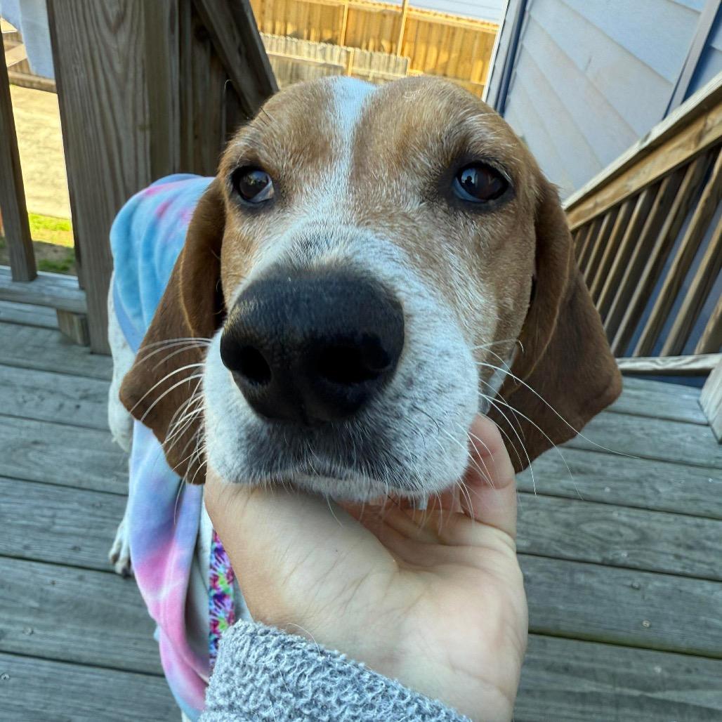 Greta Van Fleet thumbnail 4