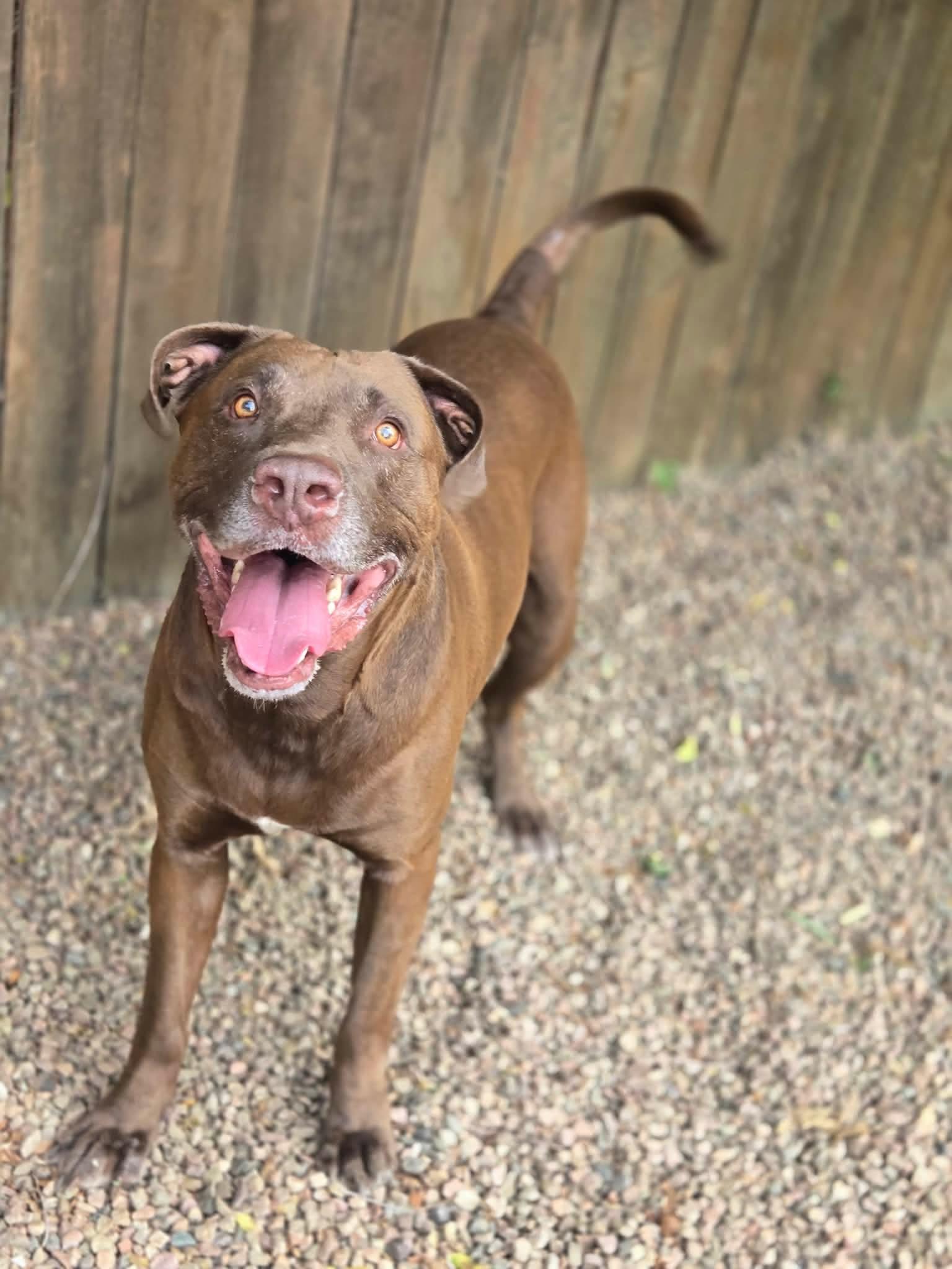 Enlarge Jake, a Adoptable mixed breed in Canon City, CO image 2/3