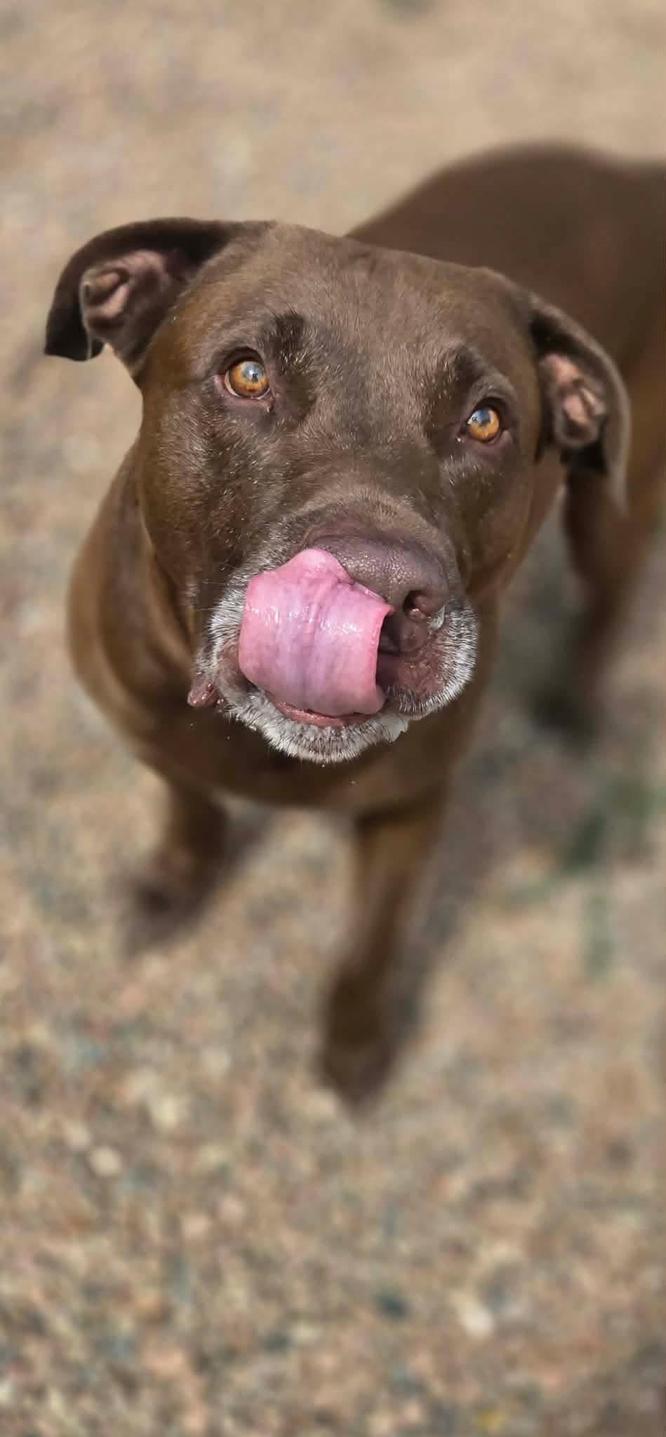 Enlarge Jake, a Adoptable mixed breed in Canon City, CO image 3/3