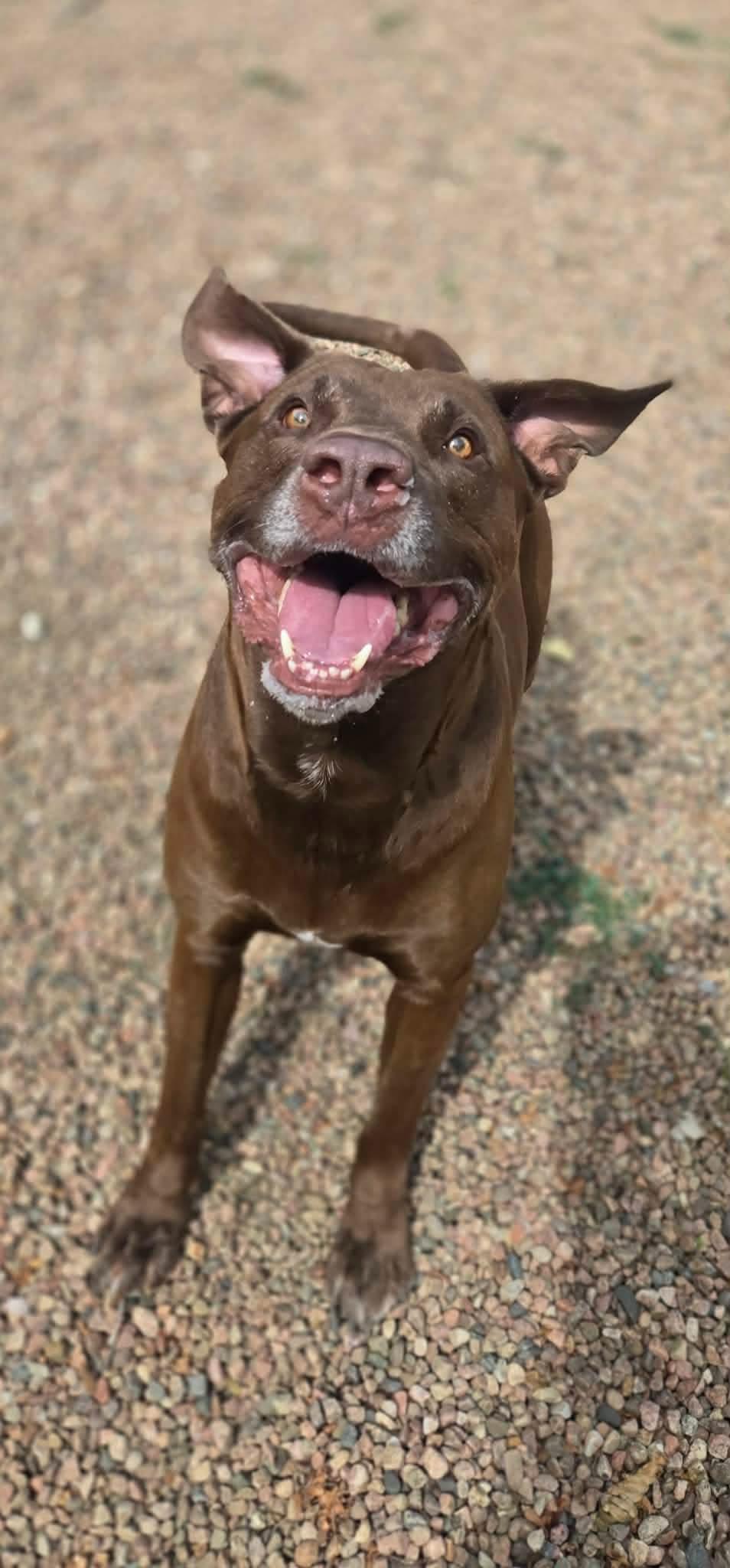 Jake, Adoptable, Senior Male Labrador Retriever.