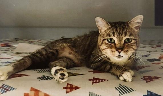 Enlarge Peanut the Sweet Girl, a Adoptable Domestic Short Hair in Oviedo, FL image 1/2