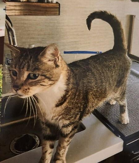 Enlarge Peanut the Sweet Girl, a Adoptable Domestic Short Hair in Oviedo, FL image 2/2