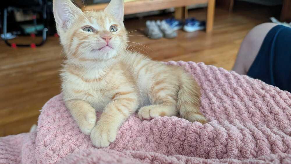 Calorie, Adoptable, Kitten Female Domestic Short Hair.