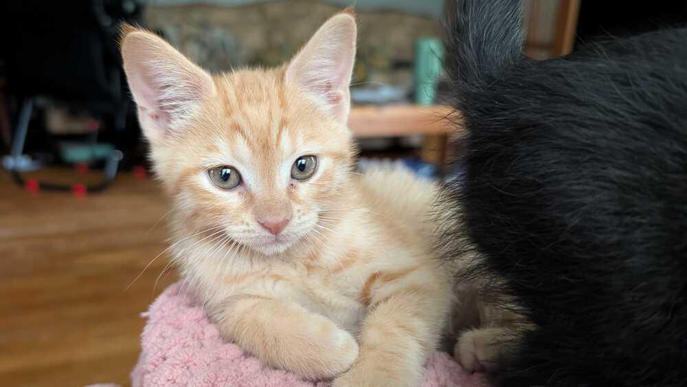Calorie, a Adoptable Domestic Short Hair in Topeka, KS image 2/3