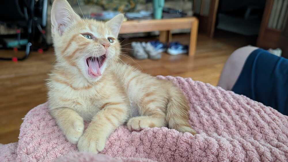 Calorie, a Adoptable Domestic Short Hair in Topeka, KS image 3/3