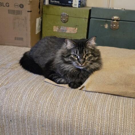 Enlarge Dolly, a ADOPTABLE Domestic Long Hair in Crookston, MN image 1/1