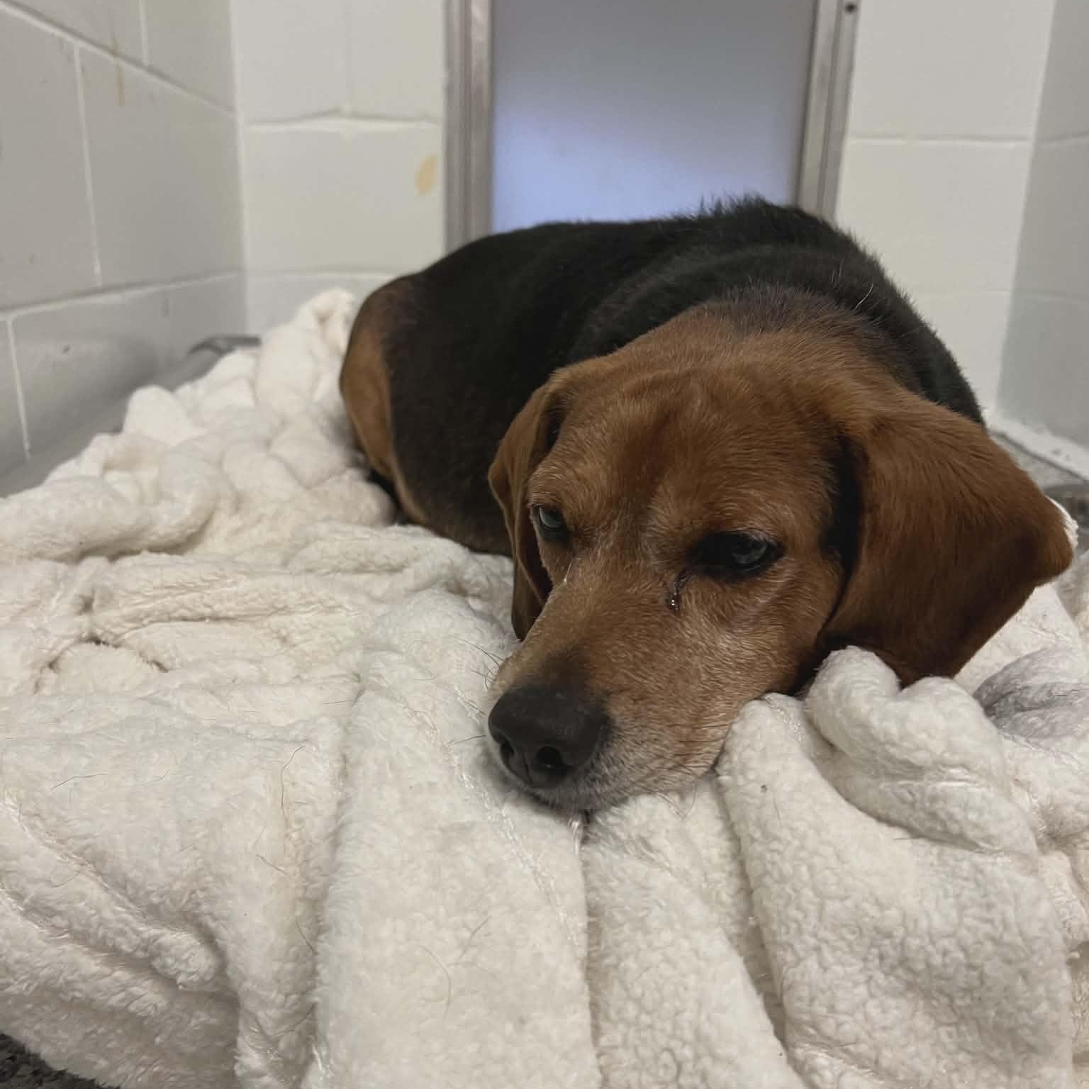 Enlarge Butterbean, an adoptable Beagle in Orange, VA image 2/2
