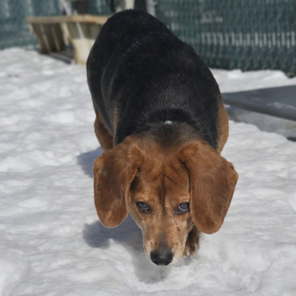 Enlarge Butterbean, an adoptable Beagle in Orange, VA image 1/2