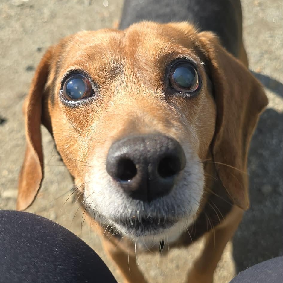 Enlarge Butterbean, an adoptable Beagle in Orange, VA image 1/4