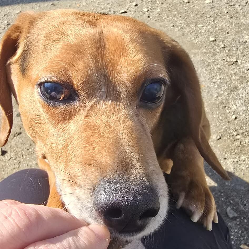 Enlarge Butterbean, an adoptable Beagle in Orange, VA image 2/4