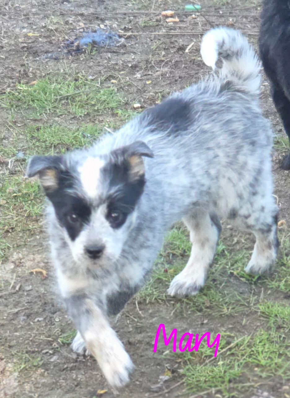 Enlarge Mary, a ADOPTABLE mixed breed in Kimball, MI image 1/1