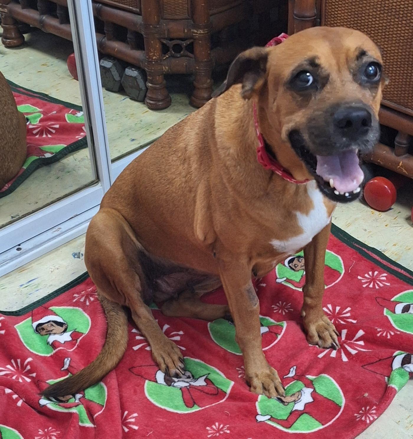 Enlarge NADINE (out of town), a Adoptable mixed breed in New York, NY image 2/4